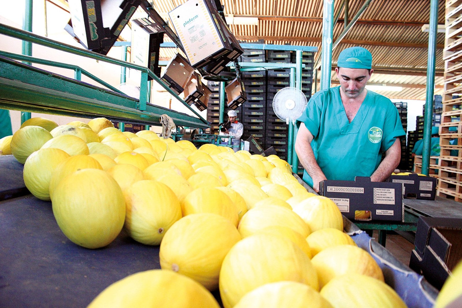 RN Melon Conquers Southeast Asian Market, But Logistics Dampen Optimism
