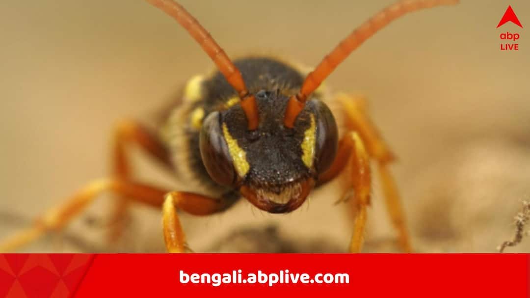 Tragic Hornet Attack: Father-Son Fatally Stung While Trekking