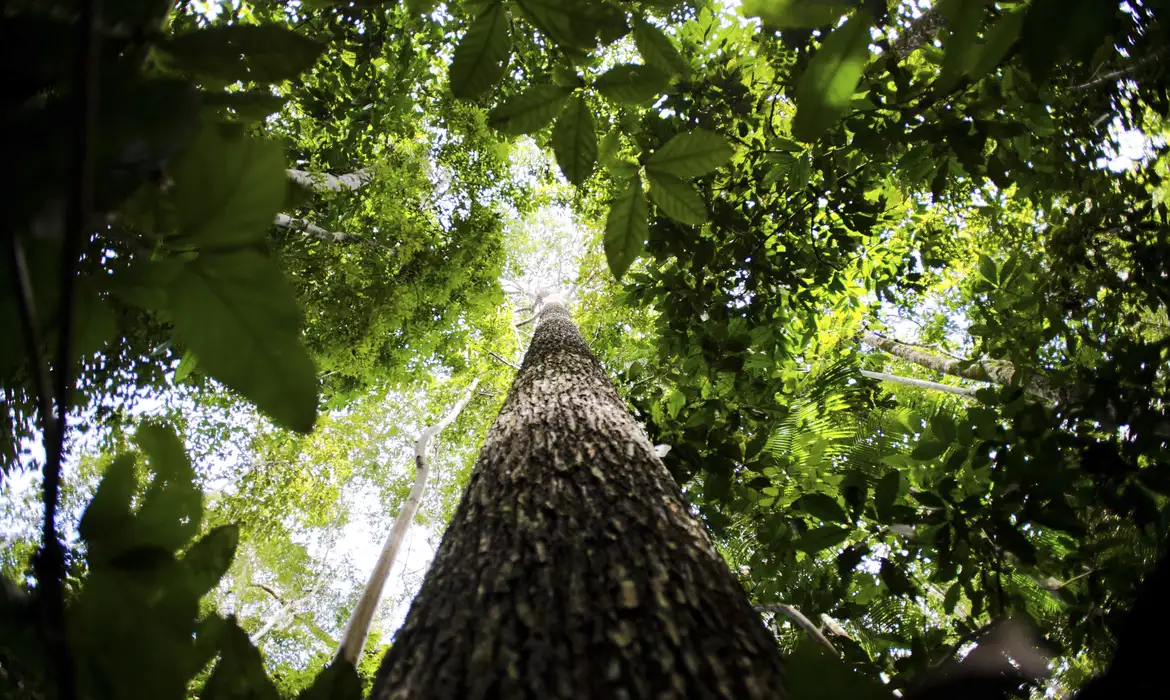 Tropical Forest Fund receives $5.5 billion investment