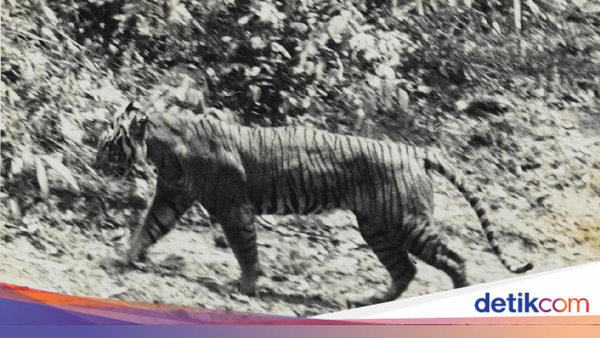 Understanding the Javan Tiger, Characteristics and the Traces of its Extinction