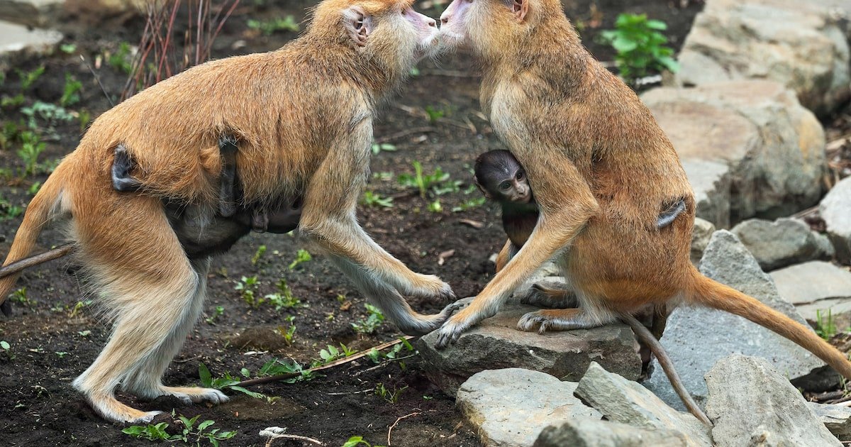 When and Who Gave the First Kiss in History