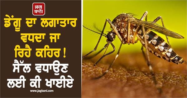 Dengue Outbreak Continues to Rise! What to Eat to Boost Immunity