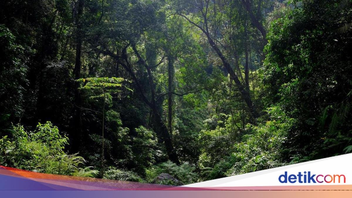 Denny Caknan and Denny Sumargo Prepare Rp 1 Billion to Support Forest Purchase Idea