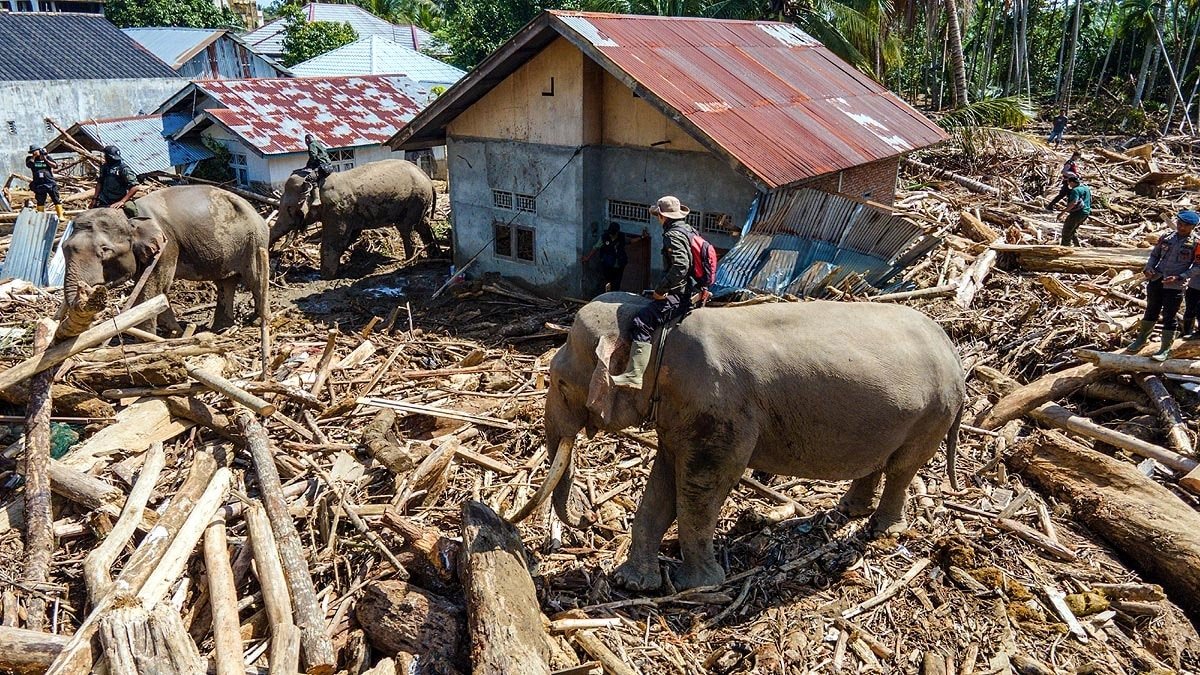 Indonesia Flood: More than 950 people dead in Sumatra…Elephants helping to remove debris