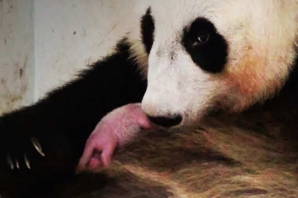 Indonesia Reveals Images of First Panda Cub Born in the Country; Check it out