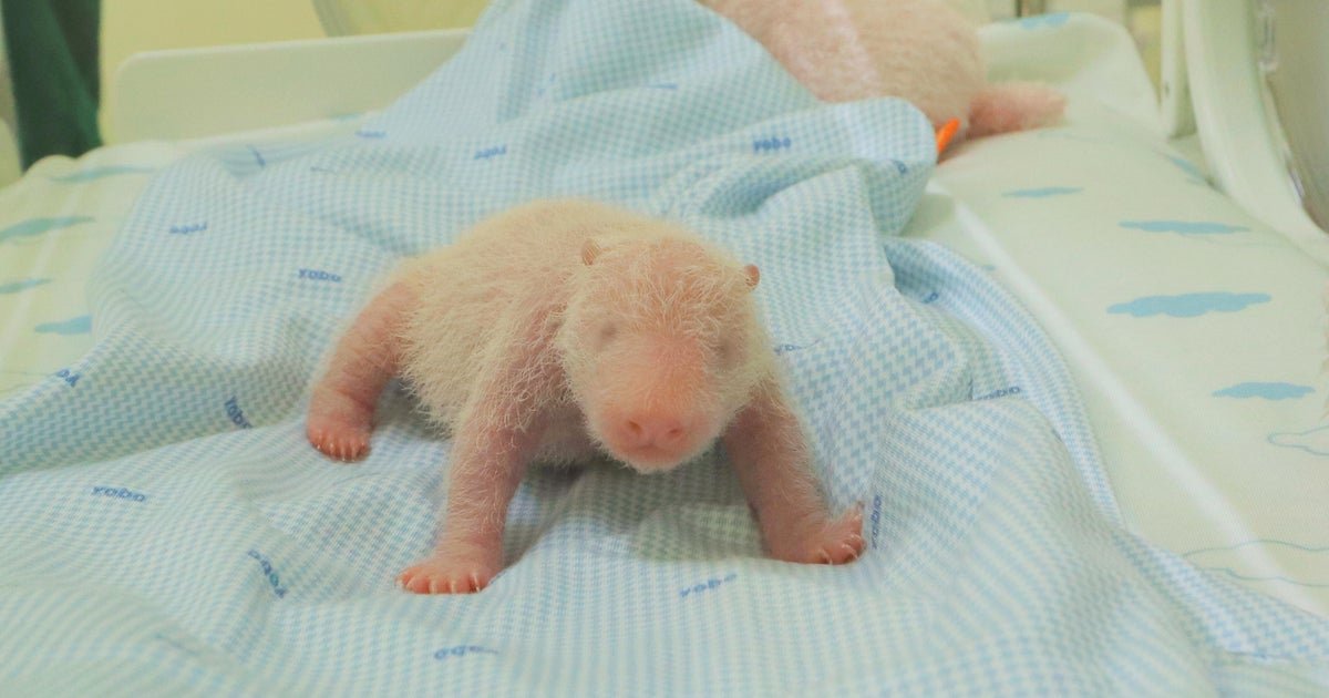 Indonesian Zoo Welcomes First-Ever Panda Cub Born in the Country