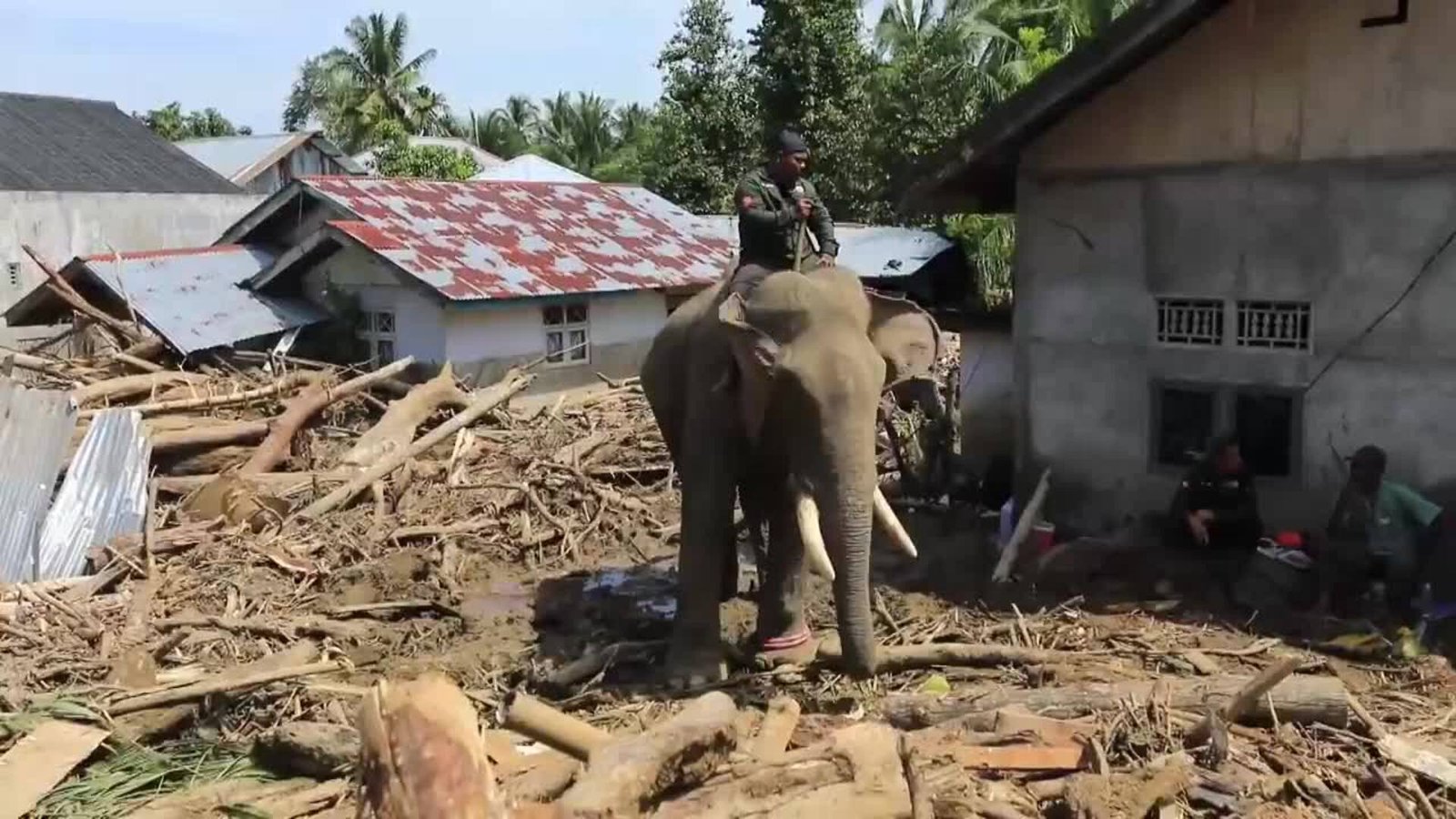 Sumatran Elephants Aid in Cleaning Debris After Deadly Floods in Indonesia