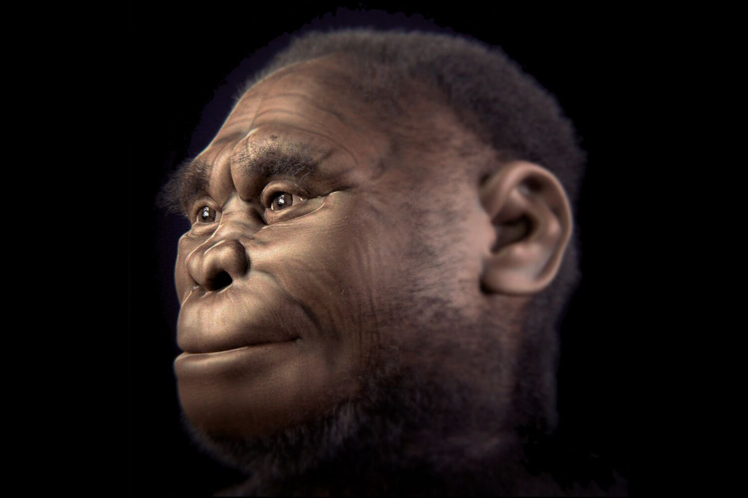 Ultimately, it was not us who caused the death of ‘Hobbit’ humans