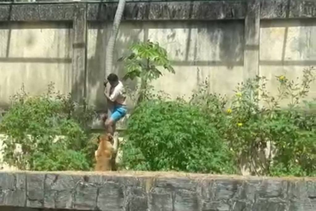 Young Man Killed by Lion Exposes Failures Regarding Schizophrenia
