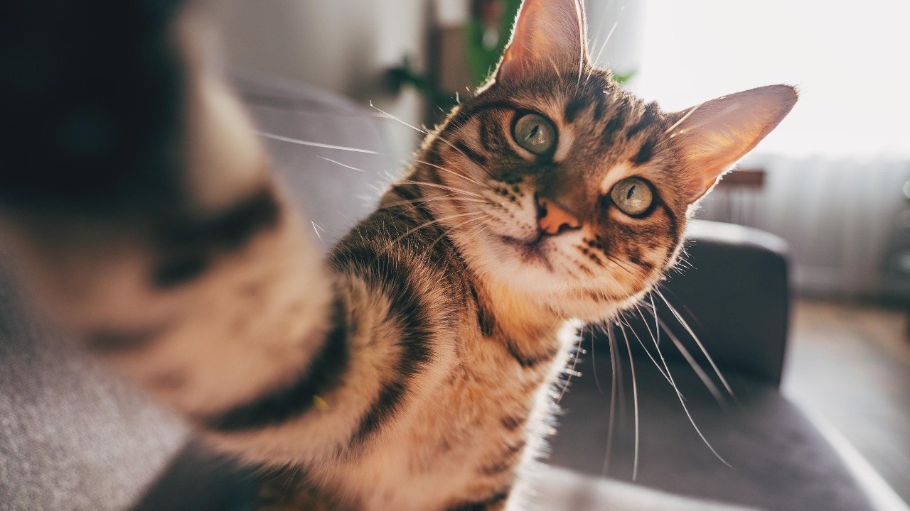 Your Feline Royalty: Ancient Egyptian Roots of Modern Cats Revealed