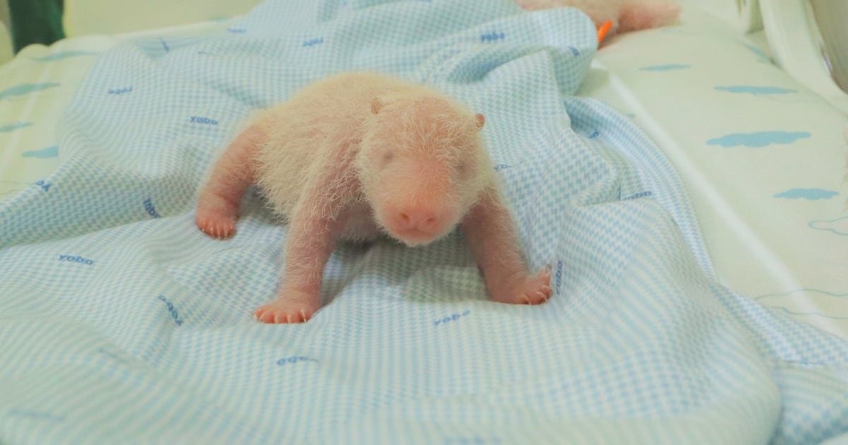 Zoo Releases Photos of Indonesia’s First Panda Cub